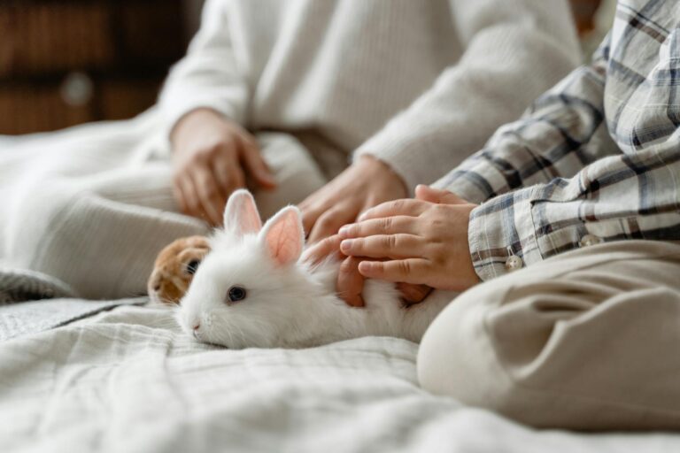 Kanien rokotetta nyt saatavilla