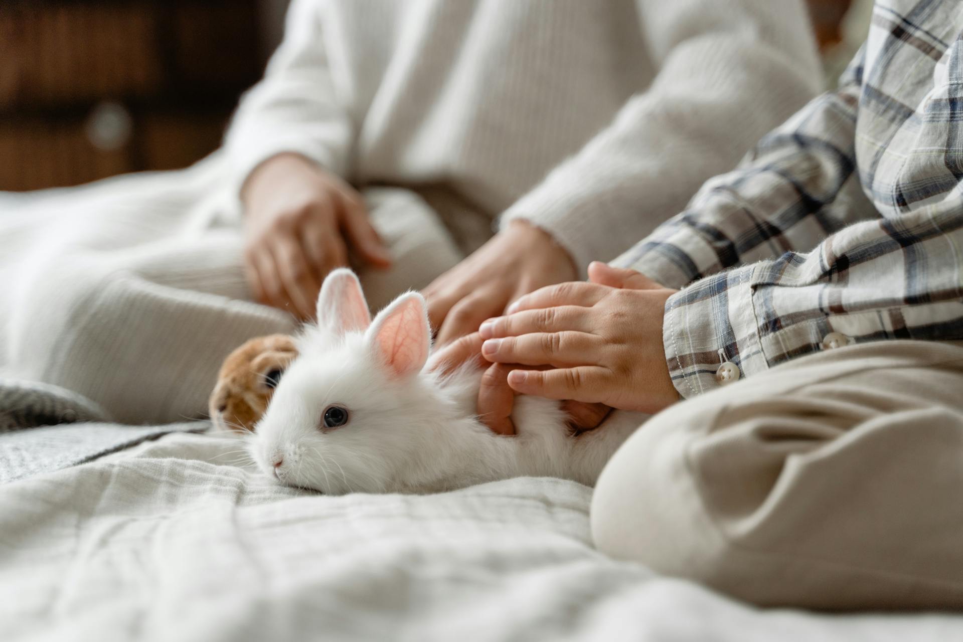 Kanien rokotetta nyt saatavilla